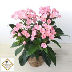 【敬老の日】花鉢 におい桜・ココ