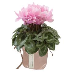 〈ブルーム南海〉シクラメン