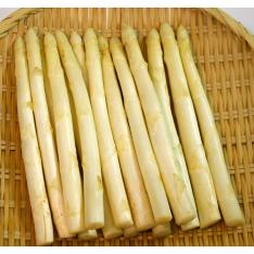 北海道産ホワイトアスパラ