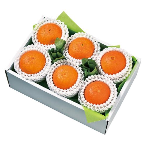 紅プリンセス＜愛媛48号＞