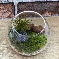 画像苔プリザーブド「ドームタイプ」キット
