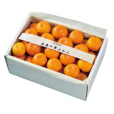 出島の華みかん 2.5kg