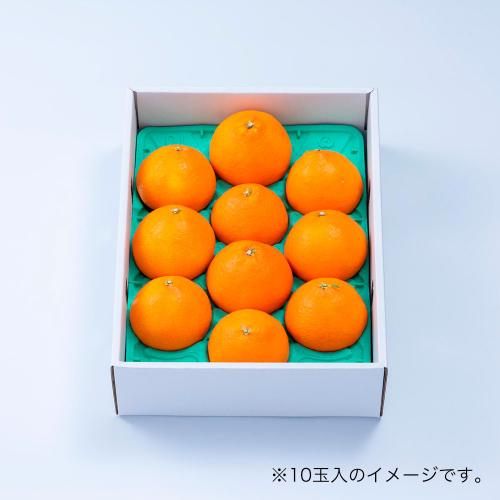 愛媛産「至高のまどんな」2.5kg