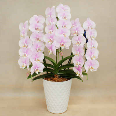 生花（鉢もの） | フラワー | リビング・ホビー・スポーツ | 高島屋