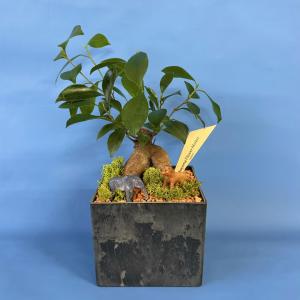 【父の日】「ガジュマルとくつろぐ父の時間」　　