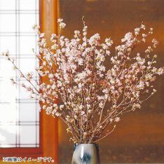 画像啓翁桜