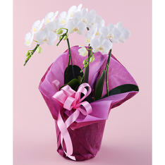 ミディ胡蝶蘭白 3本立ち