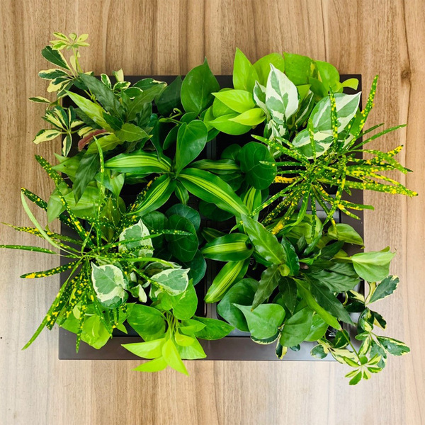 壁掛観葉植物 ﾐﾄﾞﾘｴﾃﾞｻﾞｲﾝ ｸﾞﾘｰﾄ hb 商品詳細 高島屋オンラインストア