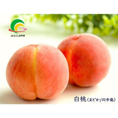 【収穫状況に応じ、順次発送予定】JAふくしま未来　白桃（まどか／川中島）
