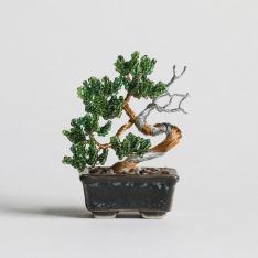 ネジッテBONSAIキット 真柏