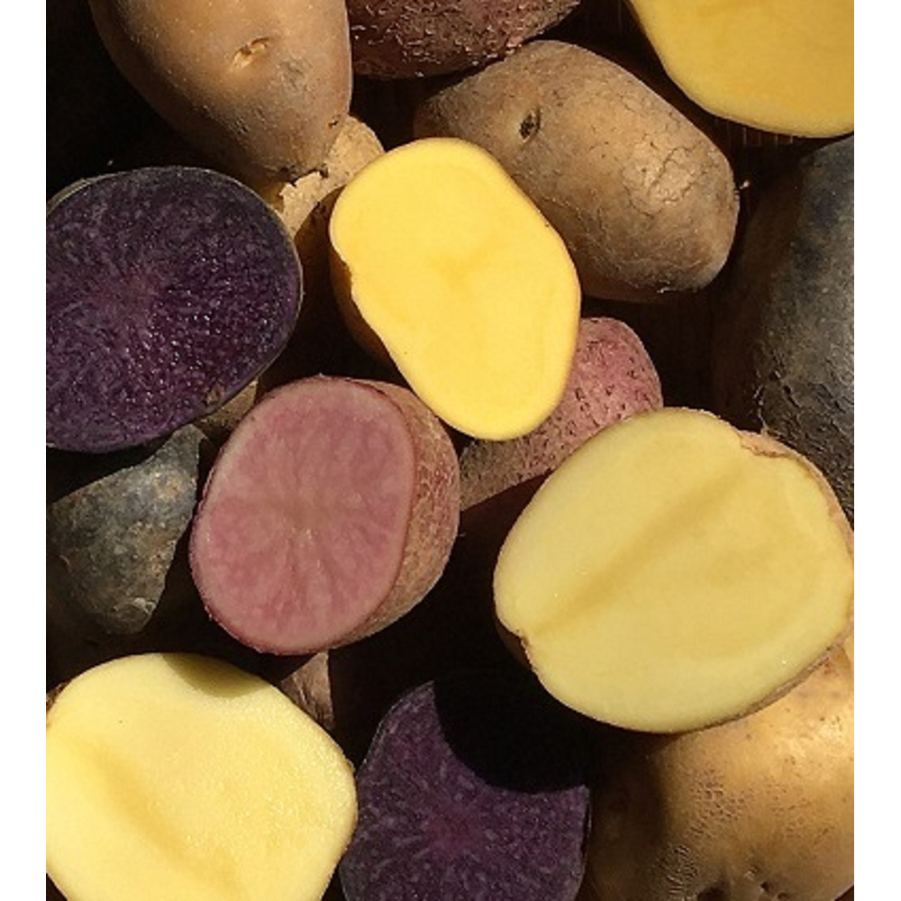 オンライン限定 旭川旬彩館 Vivaマルシェカラフルポテト4種詰合せ 商品詳細 高島屋オンラインストア オンライン限定 旭川旬彩館 Vivaマルシェカラフルポテト4種詰合せ 商品詳細 高島屋オンラインストア