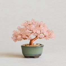 ネジッテBONSAIキット 桜