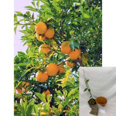 【父の日】鉢付きユズ栽培セット