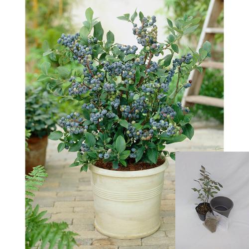 【父の日】鉢付きブルーベリー栽培セット