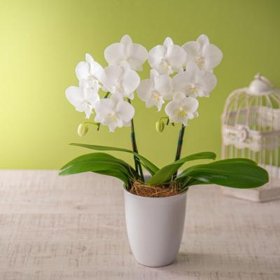 美品】HUTSCHENREUTHER フッチェンロイターアジサイ花瓶