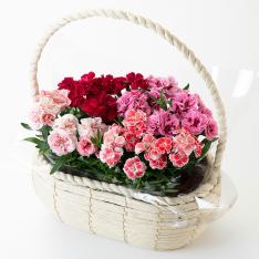 【母の日】ガーデンカーネーション 4株寄せカゴ（オスカーミックス）