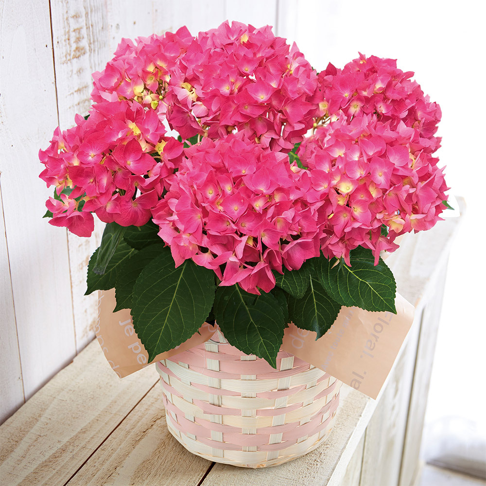 生花 アジサイ パリジェンヌ 商品詳細 高島屋オンラインストア