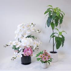 パレフローラ新春福袋