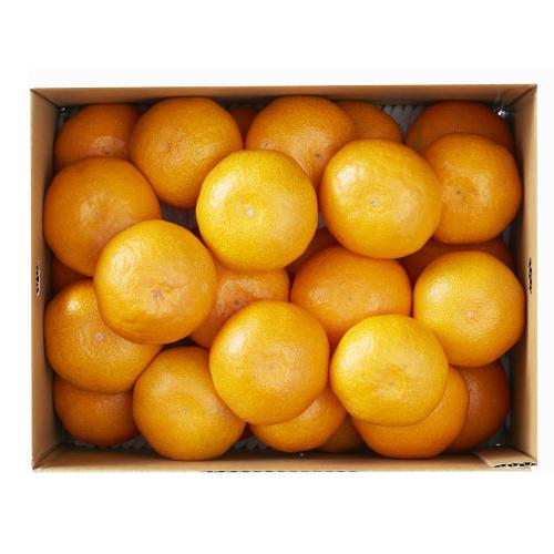 〈愛媛〉中島みかん【最適な時期に収穫し、順次発送予定】