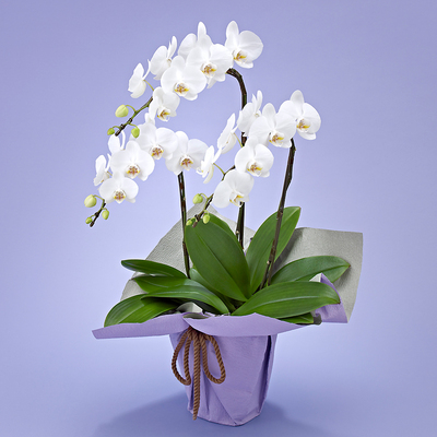 生花お供えミディ胡蝶蘭白 3本立ち