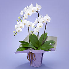 生花お供えミディ胡蝶蘭白 3本立ち