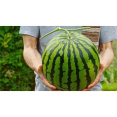 【父の日】特選「熊本すいか」（父の日カード付）