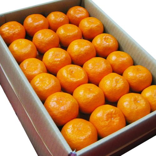 愛媛県産日の丸みかん「ゴールド千両」 5kg