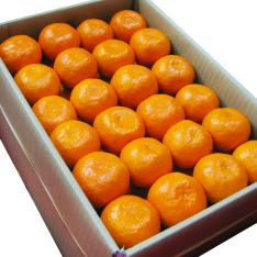 愛媛県産日の丸みかん「ゴールド千両」 5kg