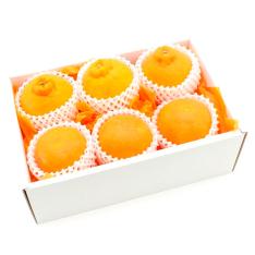 甘平＆デコポン