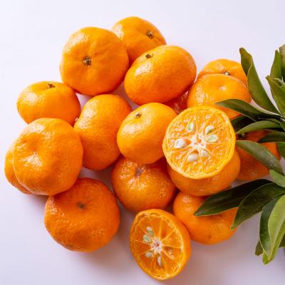 桜島小みかん2kg