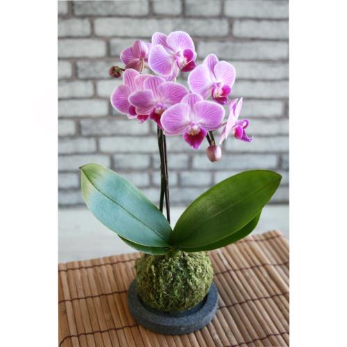 【父の日】胡蝶蘭の苔玉