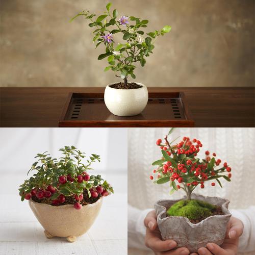 【定期便】生花 てのひら盆栽コース 3カ月コース（6月～8月お届け）