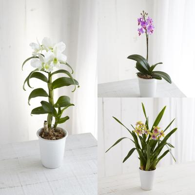 生花（鉢もの） | フラワー | 3カ月コース | 定期便 | 特集 | 高島屋
