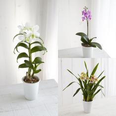 【定期便】生花 華やかオーキッドルームコース 3カ月コース（6月～8月お届け）