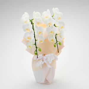 ダイワグリーン〉ミディ胡蝶蘭（3本立ち） | 商品詳細 | 高島屋