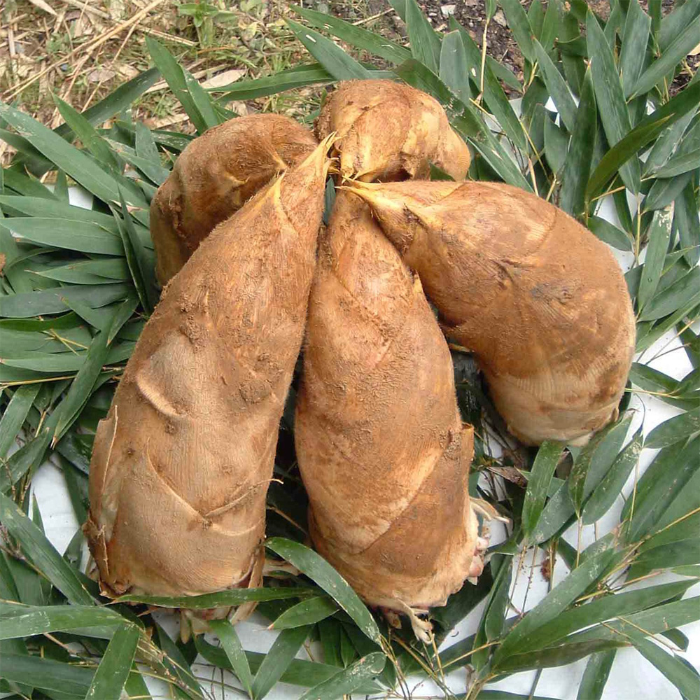 ＜京都・長岡京 五十棲農園＞京たけのこ 極上2kg