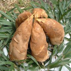 ＜京都・長岡京 五十棲農園＞京たけのこ 極上4kg