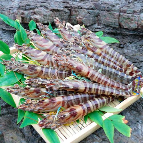 フジオカ 活車海老 400g(天草産)