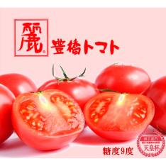 【母の日】＜JA豊橋＞フルーツトマト『麗』