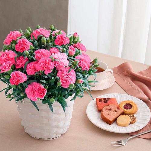 【母の日】カーネーション鉢＆焼菓子アソート5個