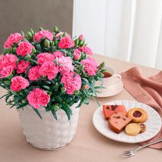 【母の日】カーネーション鉢＆焼菓子アソート5個