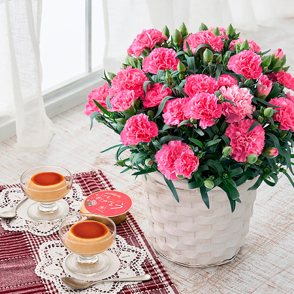 【母の日】カーネーション鉢＆たまご村プリン3個