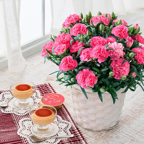 【母の日】カーネーション鉢＆たまご村プリン3個