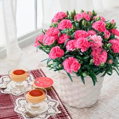 【母の日】カーネーション鉢＆たまご村プリン3個