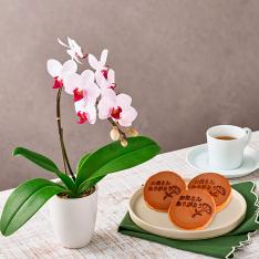 【母の日】ミディ胡蝶蘭リトルジェム1本立＆徳島なると金時どら焼き