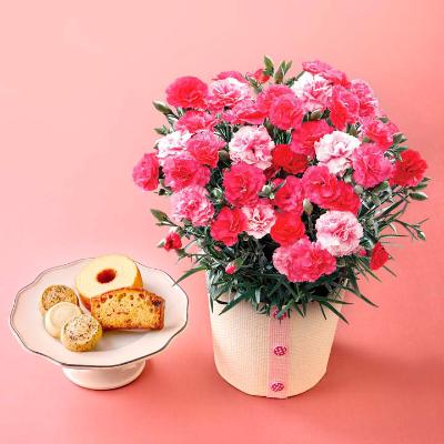 【母の日】アソートBOXとカーネーション（さくらもなか）