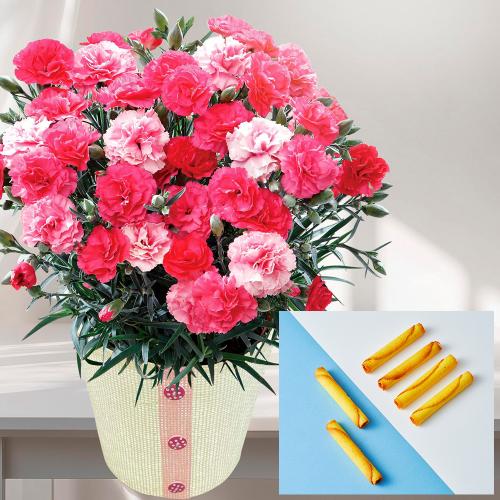 【母の日】ラングドロールとカーネーション（さくらもなか）