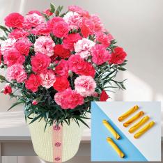 【母の日】ラングドロールとカーネーション（さくらもなか）