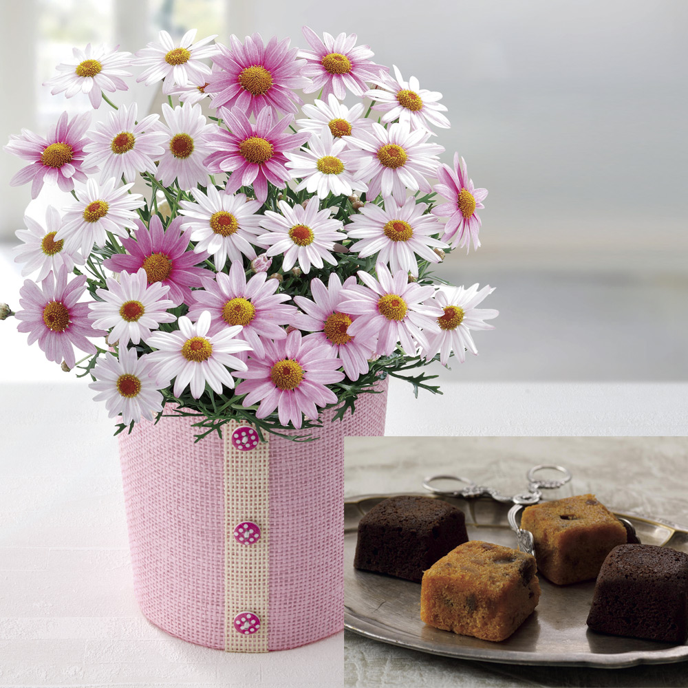 【母の日】フルーツ＆チョコレートケーキとマーガレット（さくらべーる）