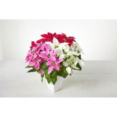 生花 プリンセチア3色植え